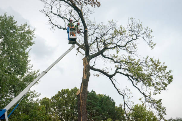 How Our Tree Care Process Works  in  Taylors Falls, MN